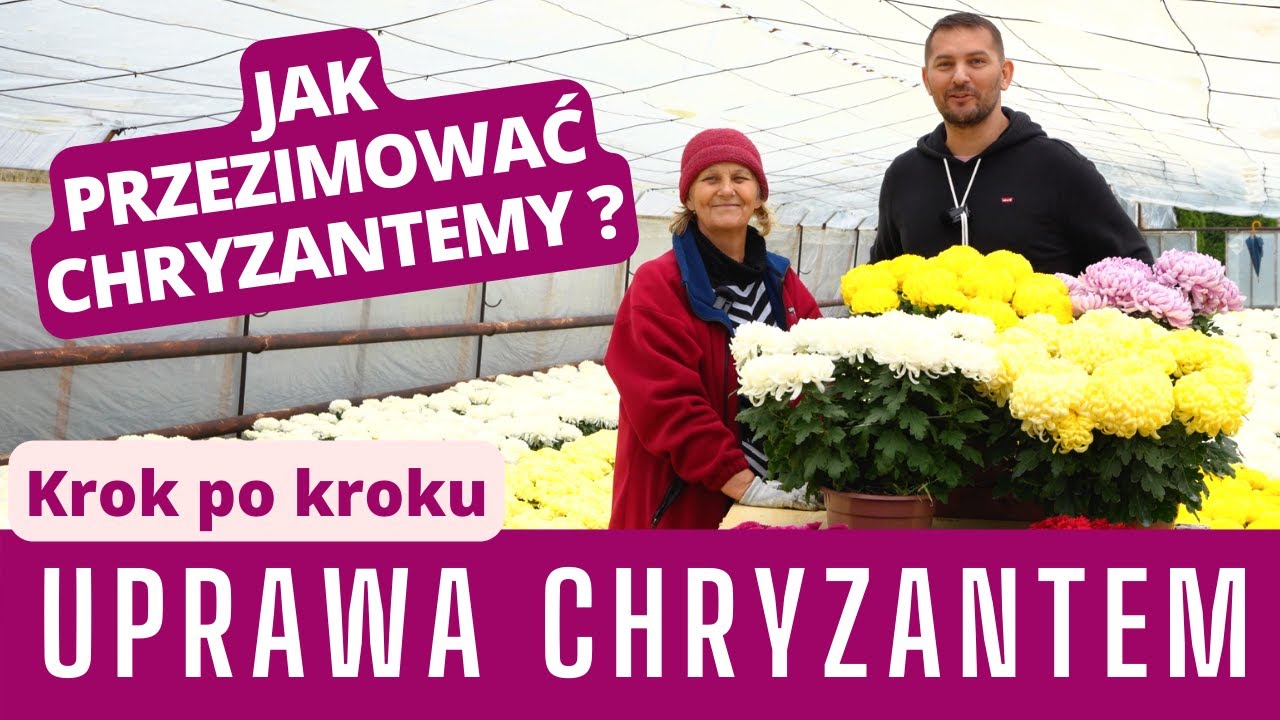 UPRAWA CHRYZANTEM -  krok po kroku! Jak przezimować chryzantemy i przygotować sadzonki.