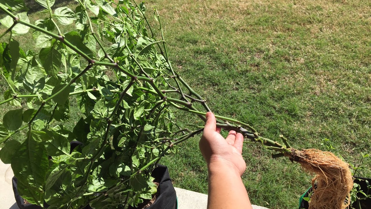 Transplanting Hydroponic Plants Into Soil
