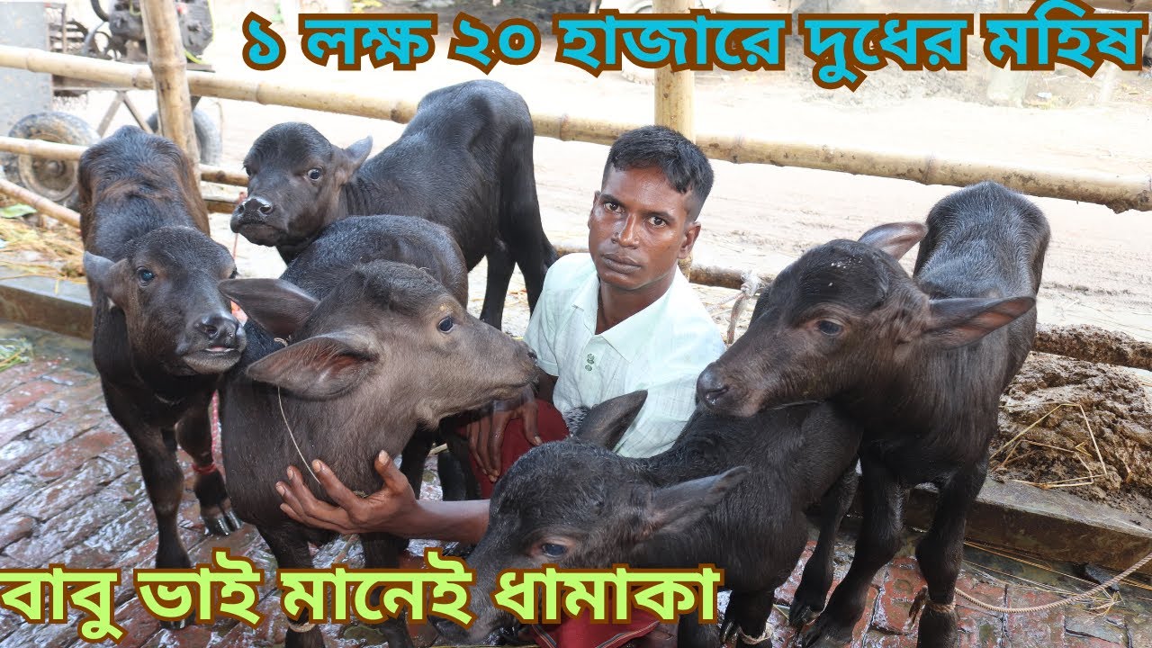 বাচ্চা সহ দুধের মহিষ ও প্রেগন্যান্ট বিগ সাইজের মহিষ কিনুন | কেনা দামে মহিষ বিক্রি