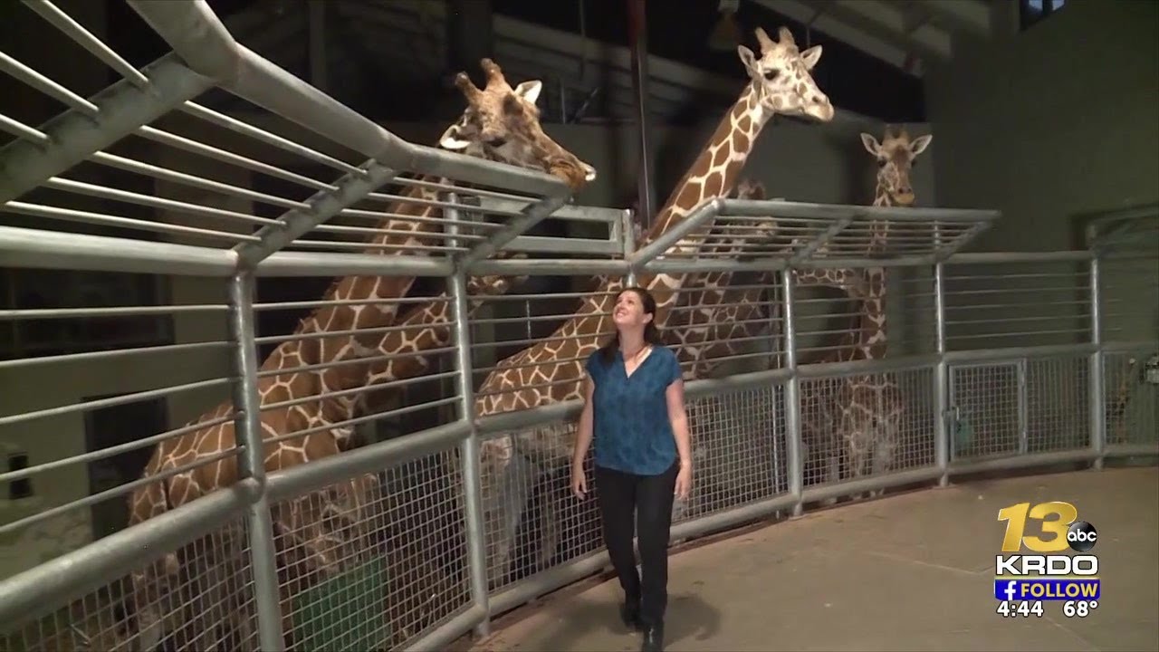 Cheyenne Mountain Zoo spearheading worldwide medical advancements with giraffes
