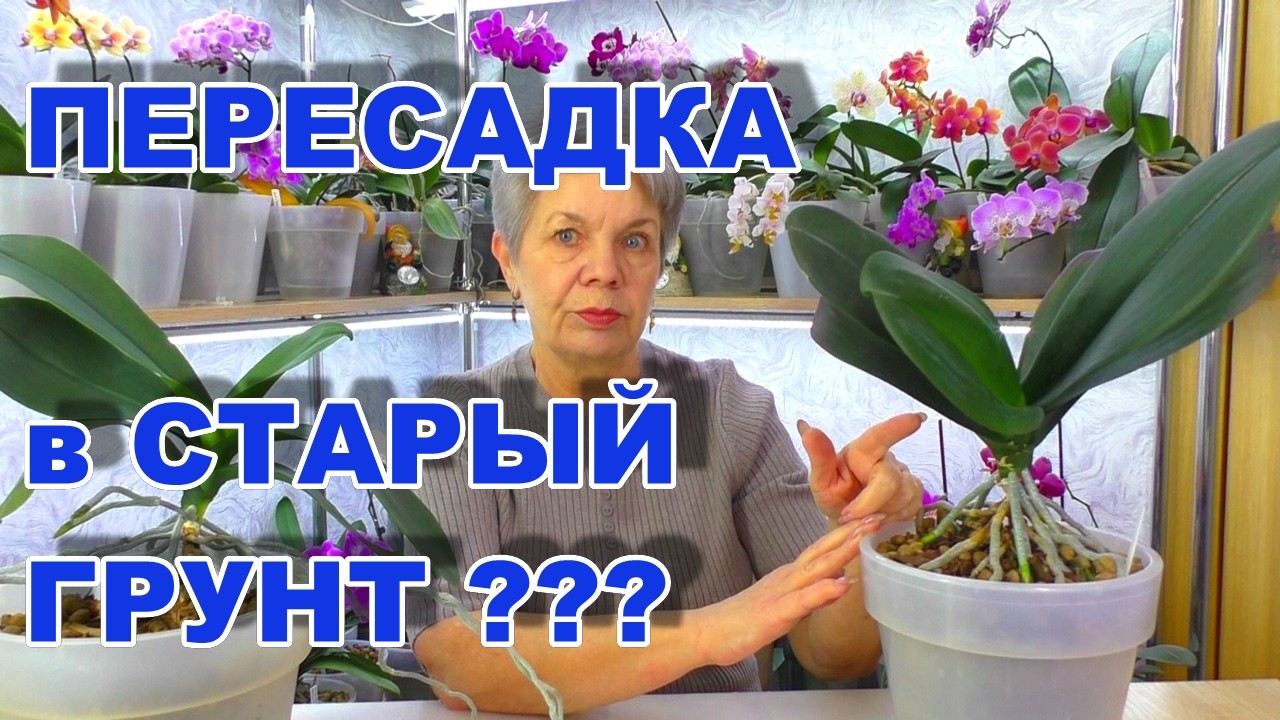 Почему пересадку орхидеи делаю в старый субстрат? Ответы на все вопросы!