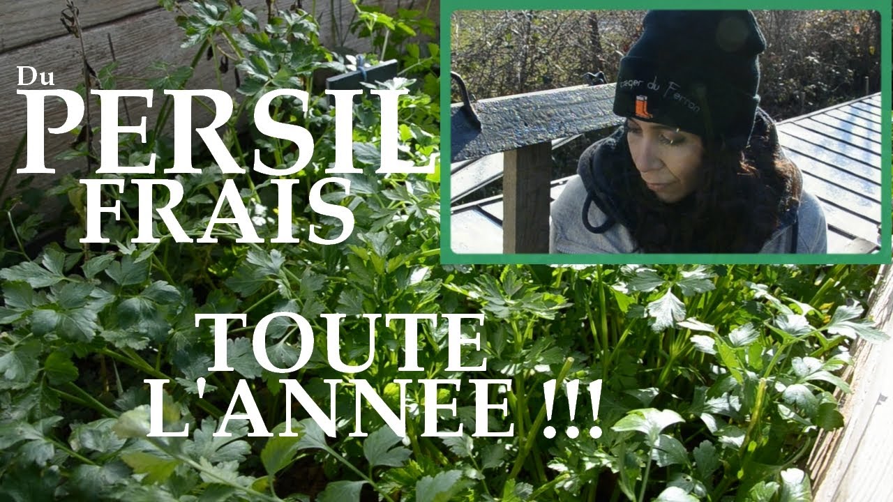 Du PERSIL FRAIS toute l'année au Potager ?! Quand et Comment le semer!