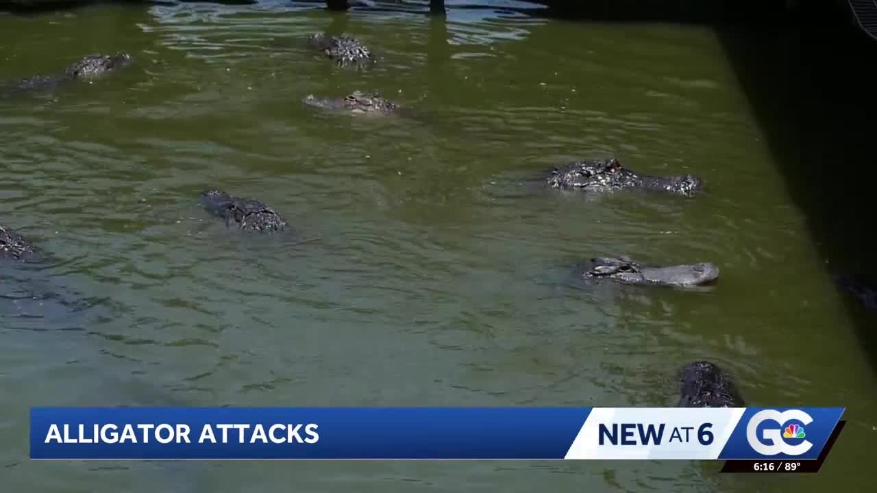 Florida alligator attacks raise questions about safety & what happens after they strike