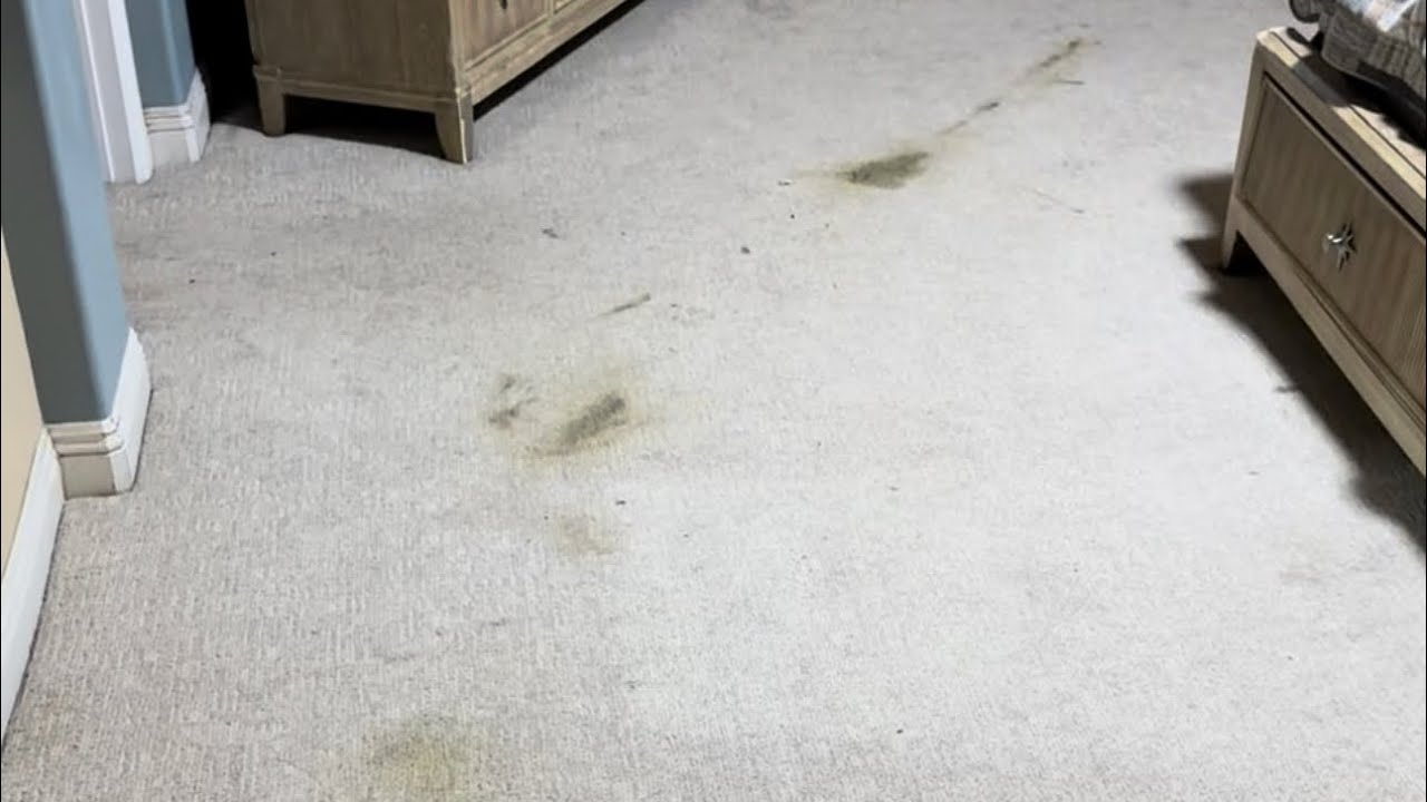 ASMR steam cleaning a fur baby accident 
