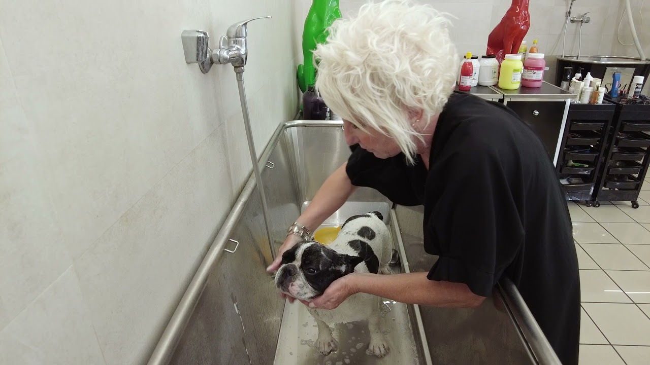 Iv San Bernard & Dalla Parte degli Animali - Manto Corto