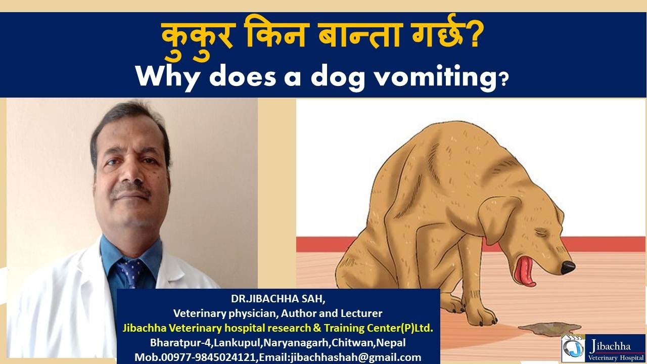 कुकुर किन बान्ता गर्छ(Why does a dog vomiting)?