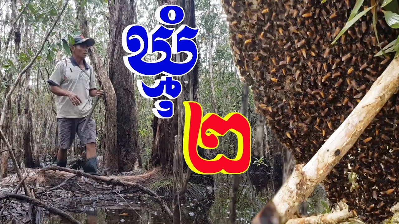 យកឃ្មុំបានពីរសំបុក្រនៅក្នុងកោះស្មាច់ធំៗ និងក្នុងព្រៃចាក Finding two Fresh Bees on the Island