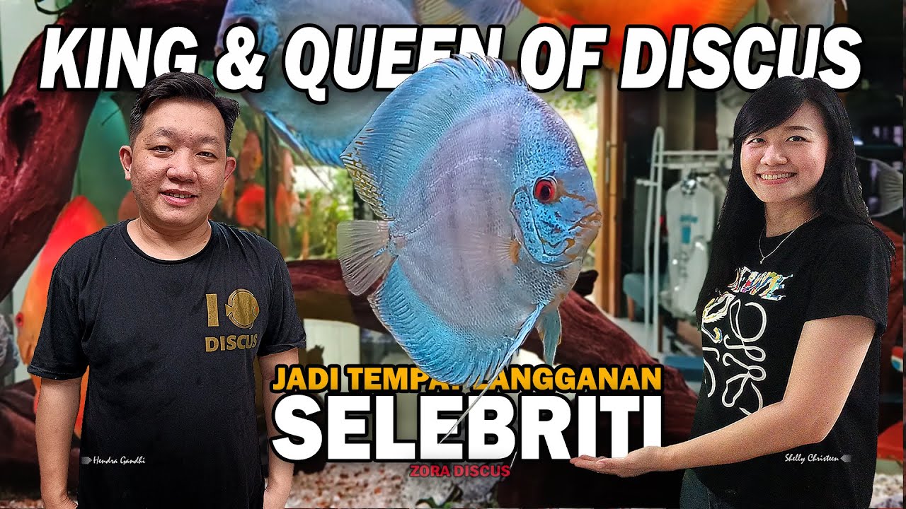 RAGAM JENIS IKAN DISCUS DAN SISTEM FILTRASI DARI FARM & GALERI DISCUS LANGGANAN ARTIS | ZORA DISCUS