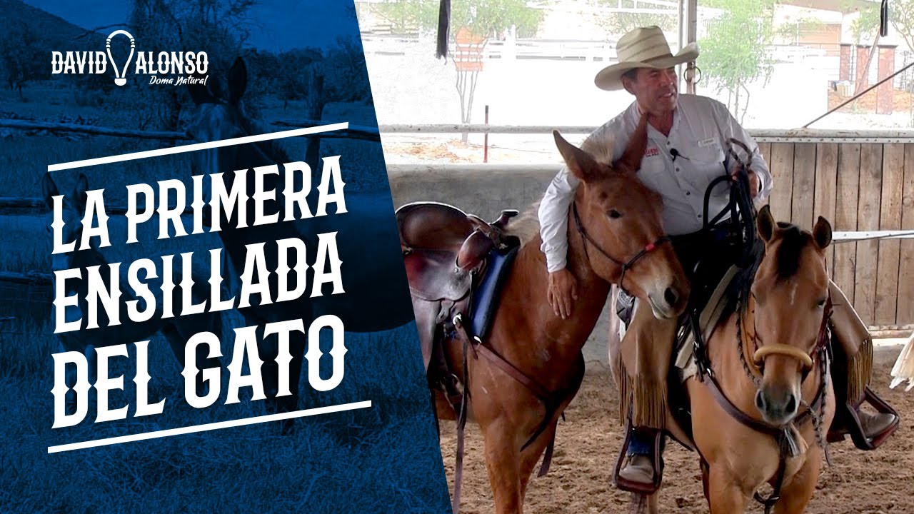 Primera ensillada de 