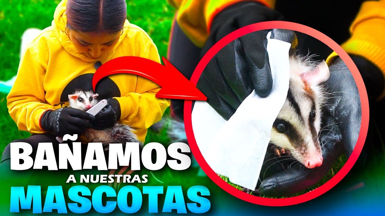 ¡Bañando a nuestras raposas! 🦊💦 Mira cómo reaccionaron