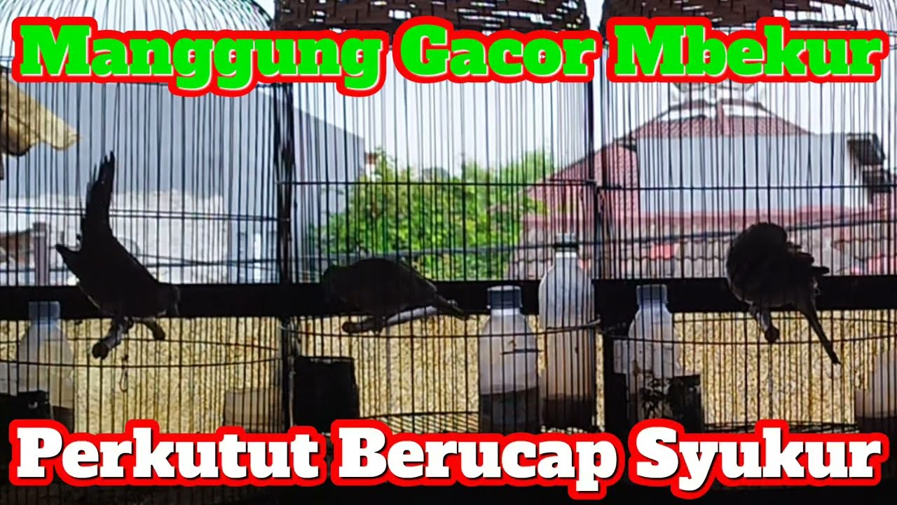 Manggung Gacor Mbekur Mbekur Perkutut Selalu Berucap Syukur