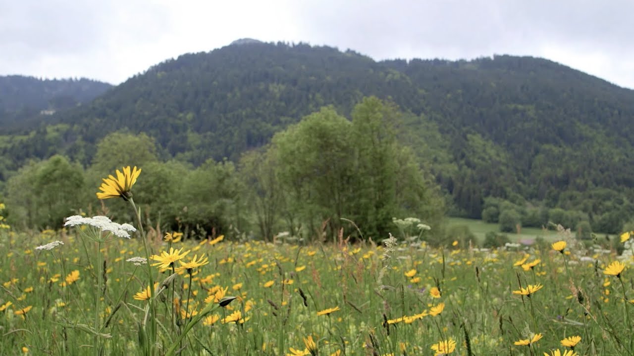 Nature = Futur ! Biomimétisme, le vivant comme modèle