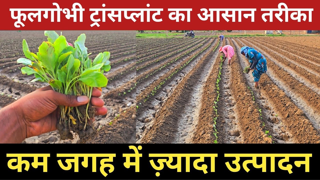 फूलगोभी ट्रांसप्लांट करने का सबसे आसान और सही तरीका  : कम जगह में ज्यादा उत्पादन और गुप्त जानकारी!