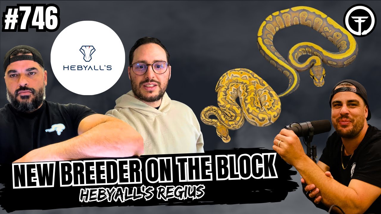 Who Does Europe See As The Big Top Ball Python Breeder In America? | New Breeder On The Block (Live)