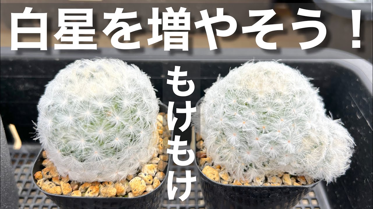 【サボテン】大人気の白星の育て方　ころもけ寄せ植え＃多肉＃多肉植物＃多肉の育て方