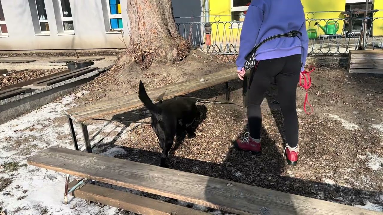 2026.01.31 Zawody Nosework Polska z Nosework Łódź, kl1 obszar, Ryfka