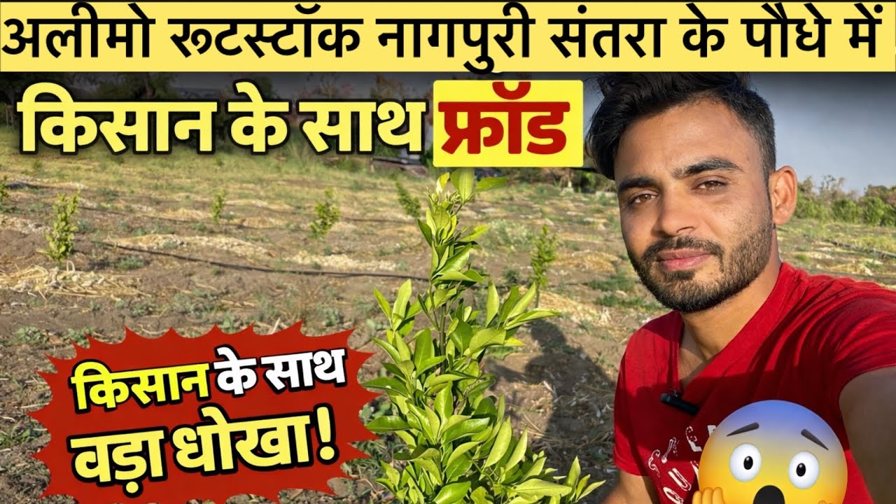 सावधान किसान! Alimowrutestock नागपुरी संतरा पौधे के नाम पर बड़ा फ्रॉड”