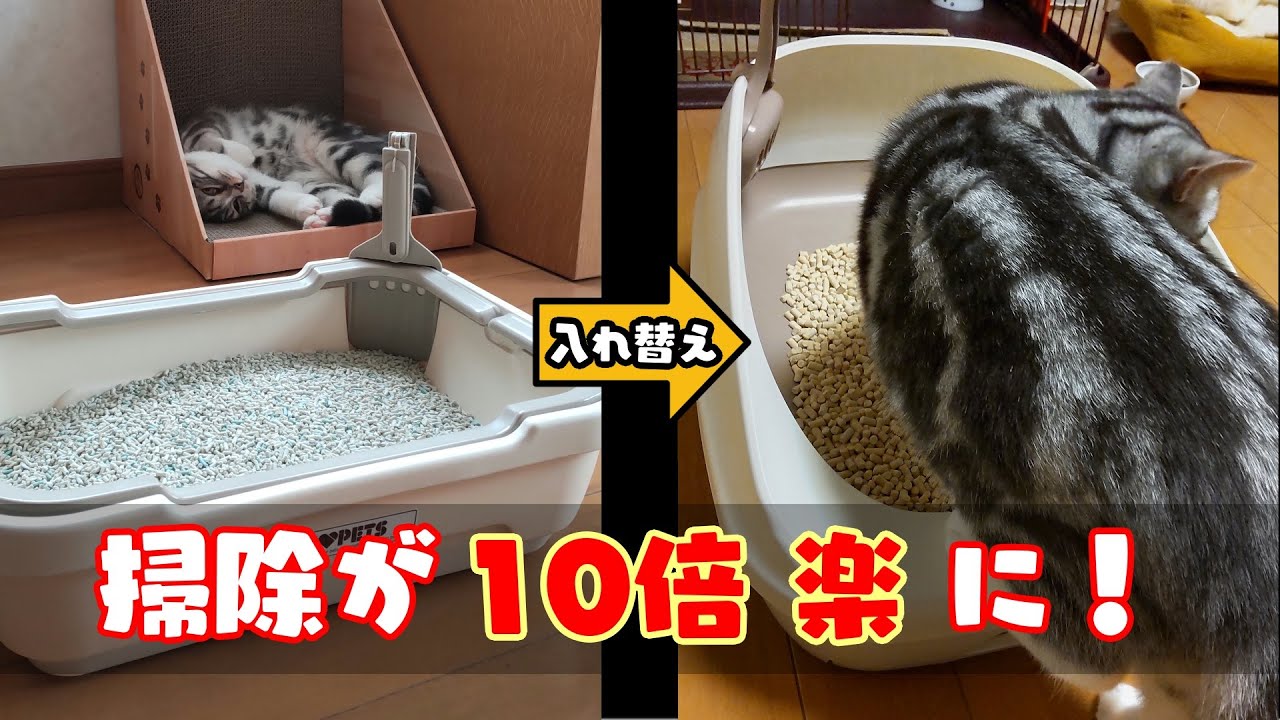 【猫のトイレ】オススメは掃除が楽になるデオトイレ！メリット・デメリットなどをレビュー！