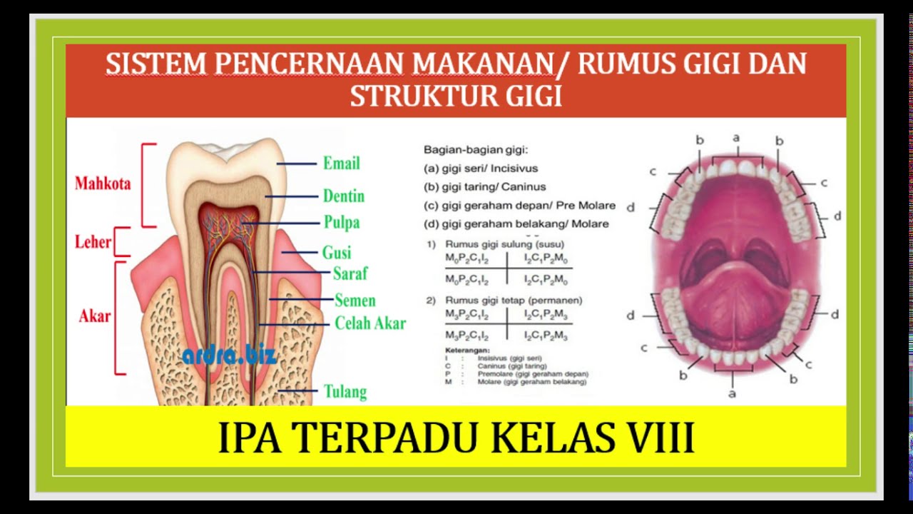 RUMUS GIGI DAN STRUKTUR GIGI