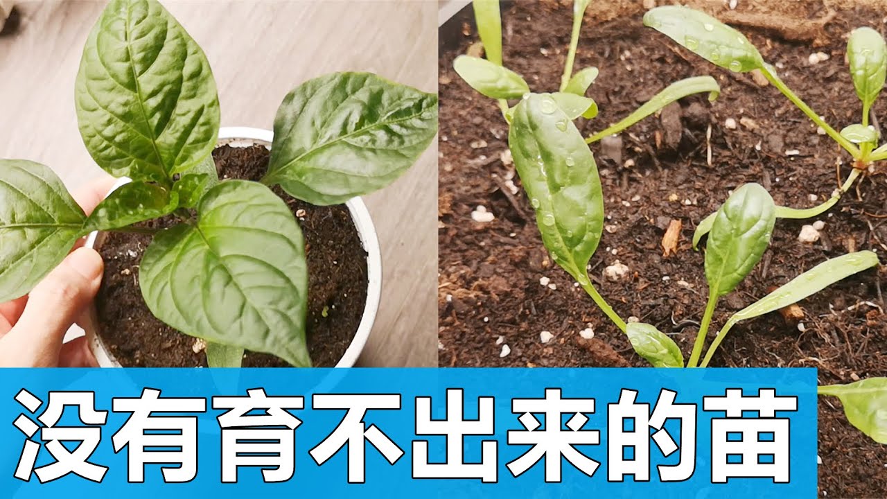 苗圃不想告诉你的秘密, 用此法🌱育壮苗 The secret the nursery doesn't want to tell you