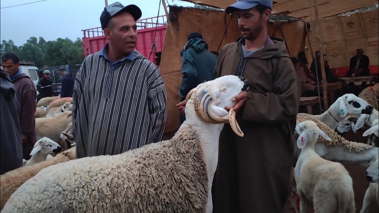 مباشرة من سوق أربعاء اولاد سعيد إقليم سطات مع اتمنة الخروف والحولي والخروفة 