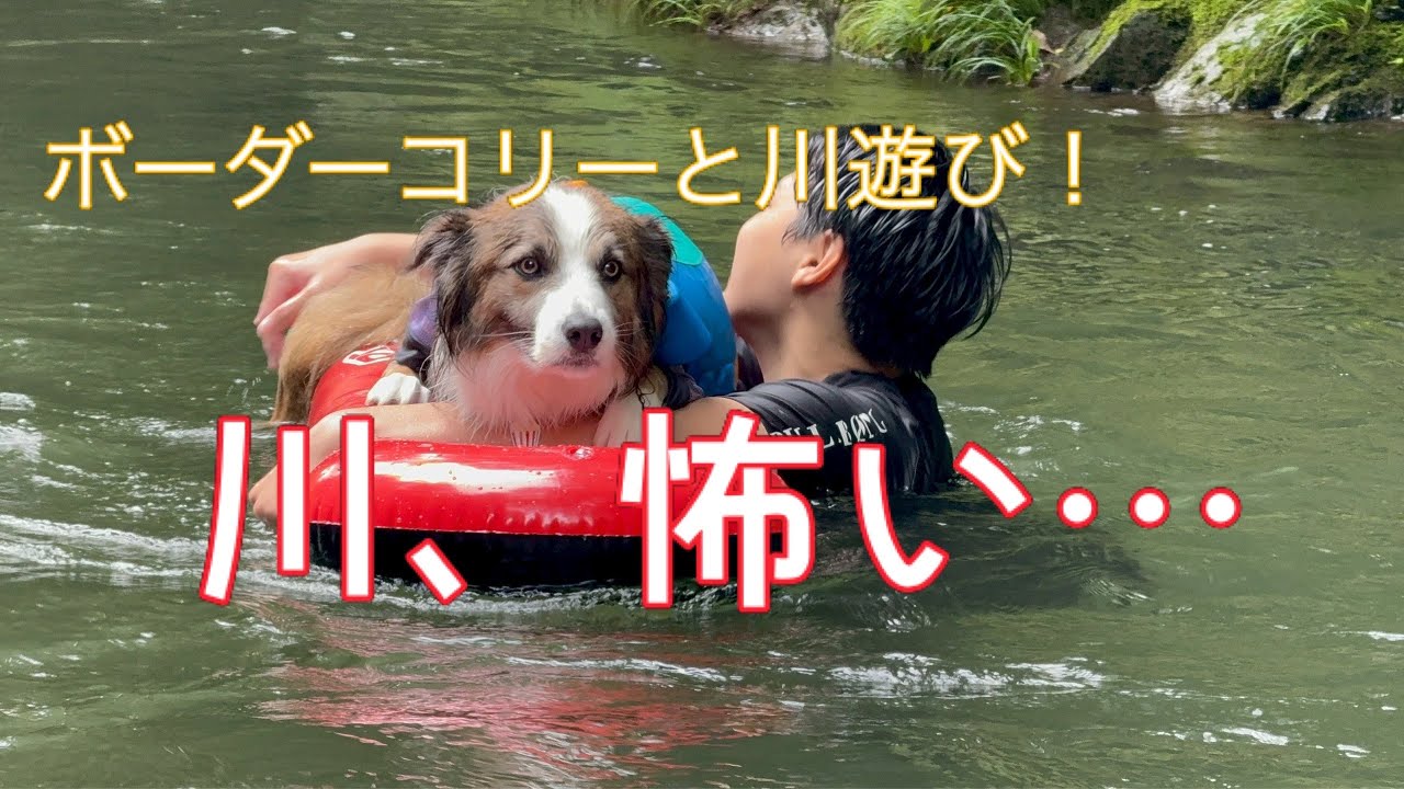 【ボーダーコリー】犬と川遊び！秋川渓谷に行ったよ！
