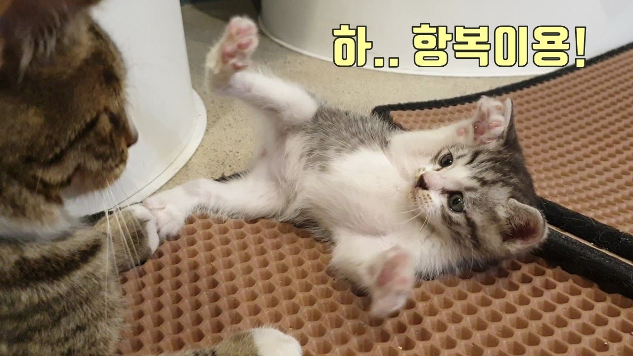 형한테 싸대기 맞은 아기고양이 구니~!  아빠보더니 울먹울먹 하네요^^