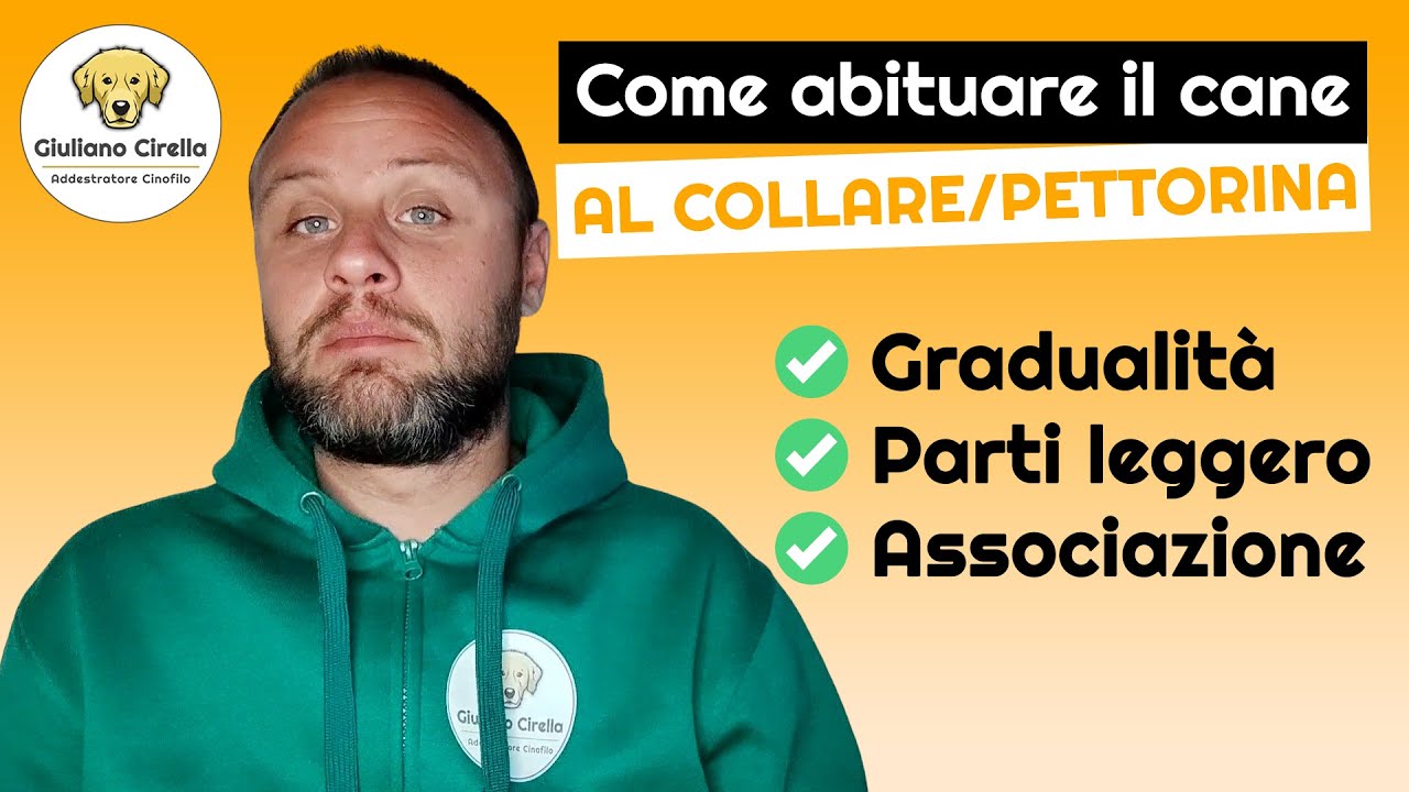 🐶 Come Abituare il Cucciolo al Collare/Pettorina? 3 Pratici Consigli | Giuliano Addestratore