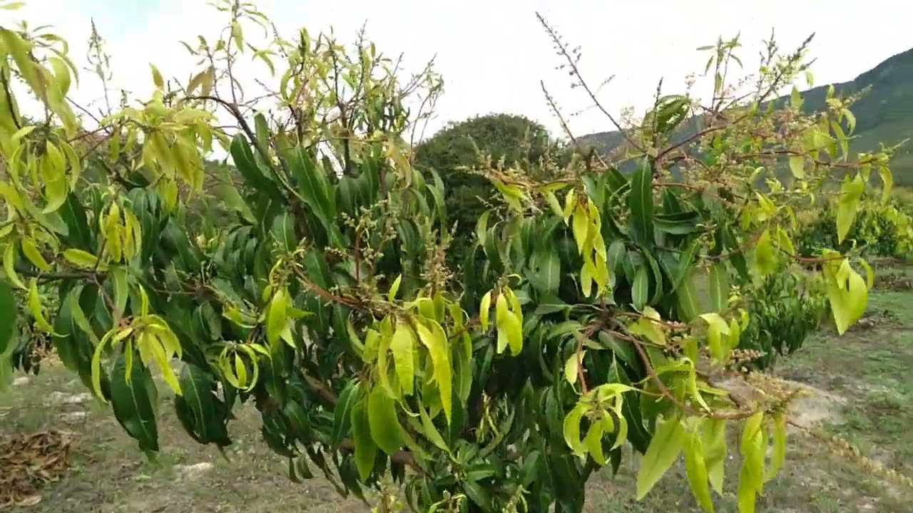 ✅Mangueira florando apenas com NITRATO
