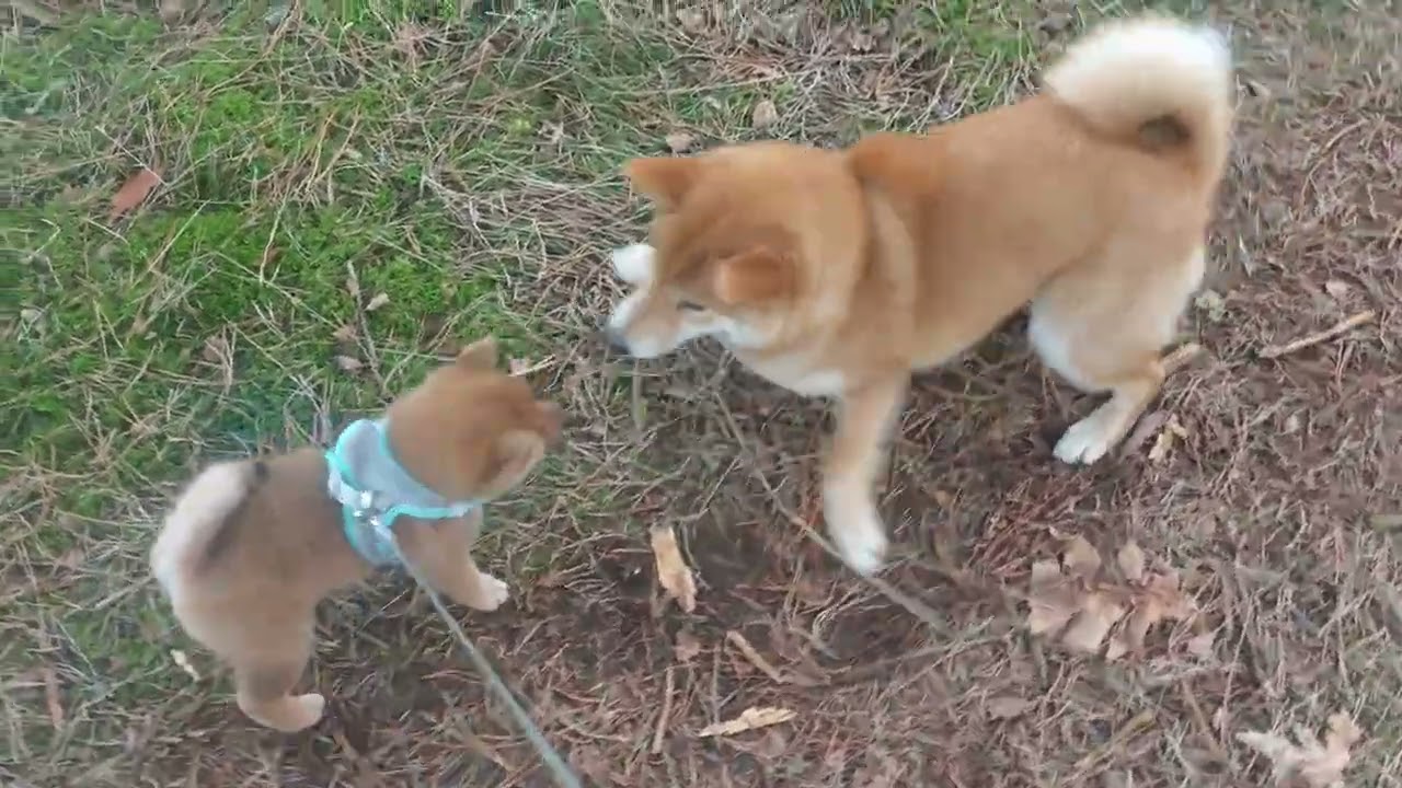 Day 55: Coda's morning walk with my Shibas and Samoyeds.
