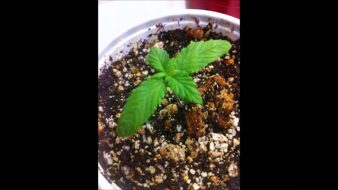 White Voodoo La Plata Labs #2