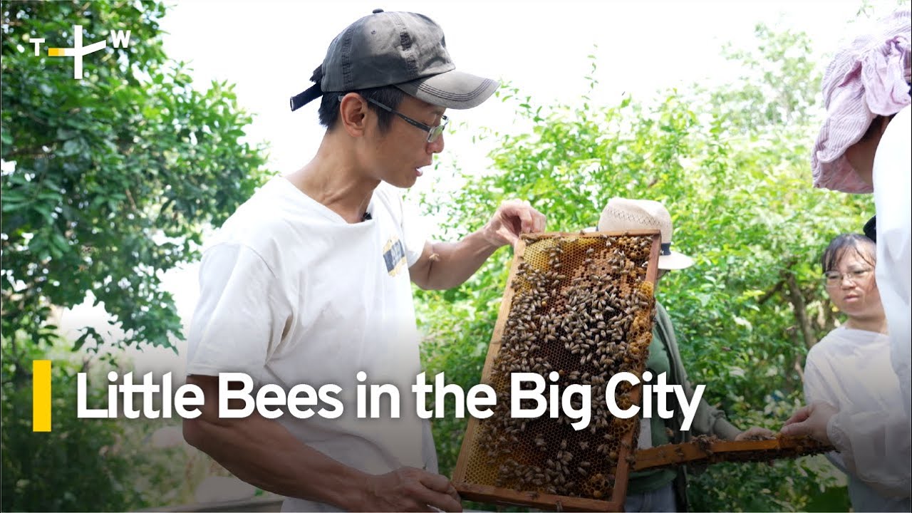 What's the Buzz About Taiwan's Urban Beekeeping? | TaiwanPlus News