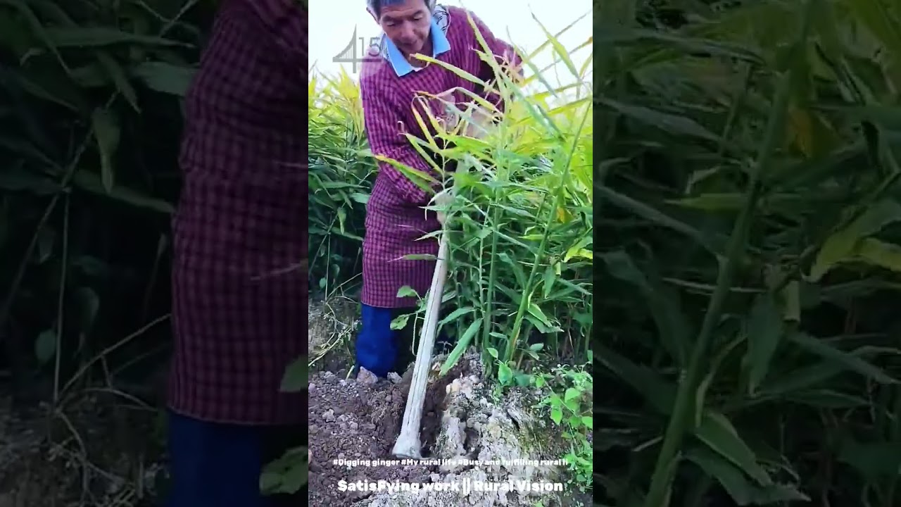 #digging  ginger #My rural life #Busy and fulfilling rural life #Rural life is really comfo#4475c