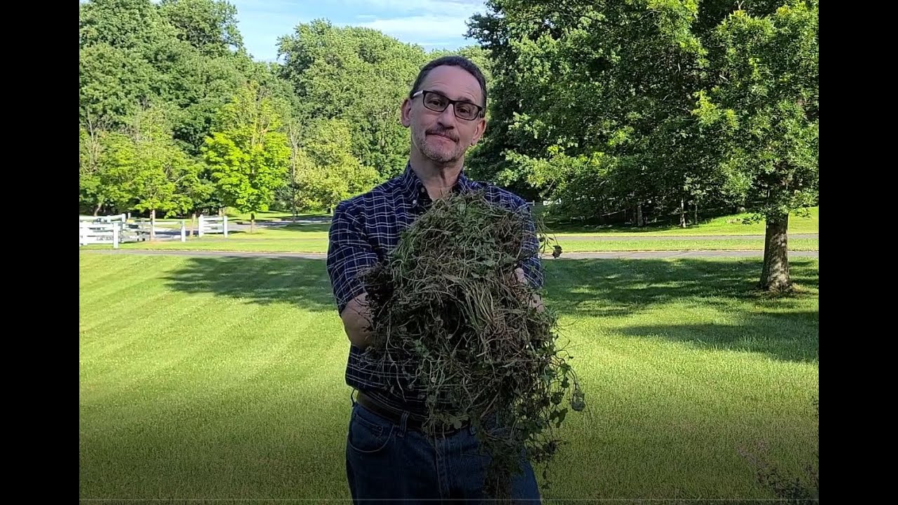 Creeping Charlie, the weed from hell! How to eradicate this lawn menace. (Glechoma hederacae)