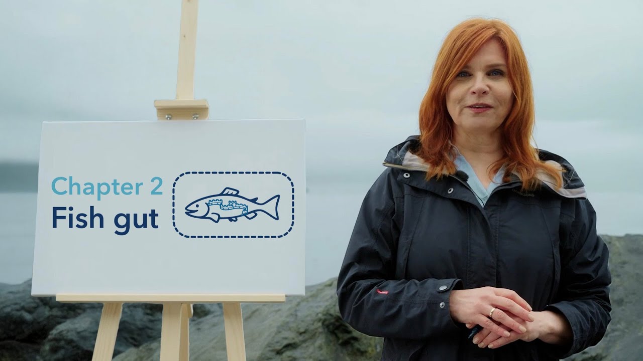 Fish Health 101: How the Fish Gut Works