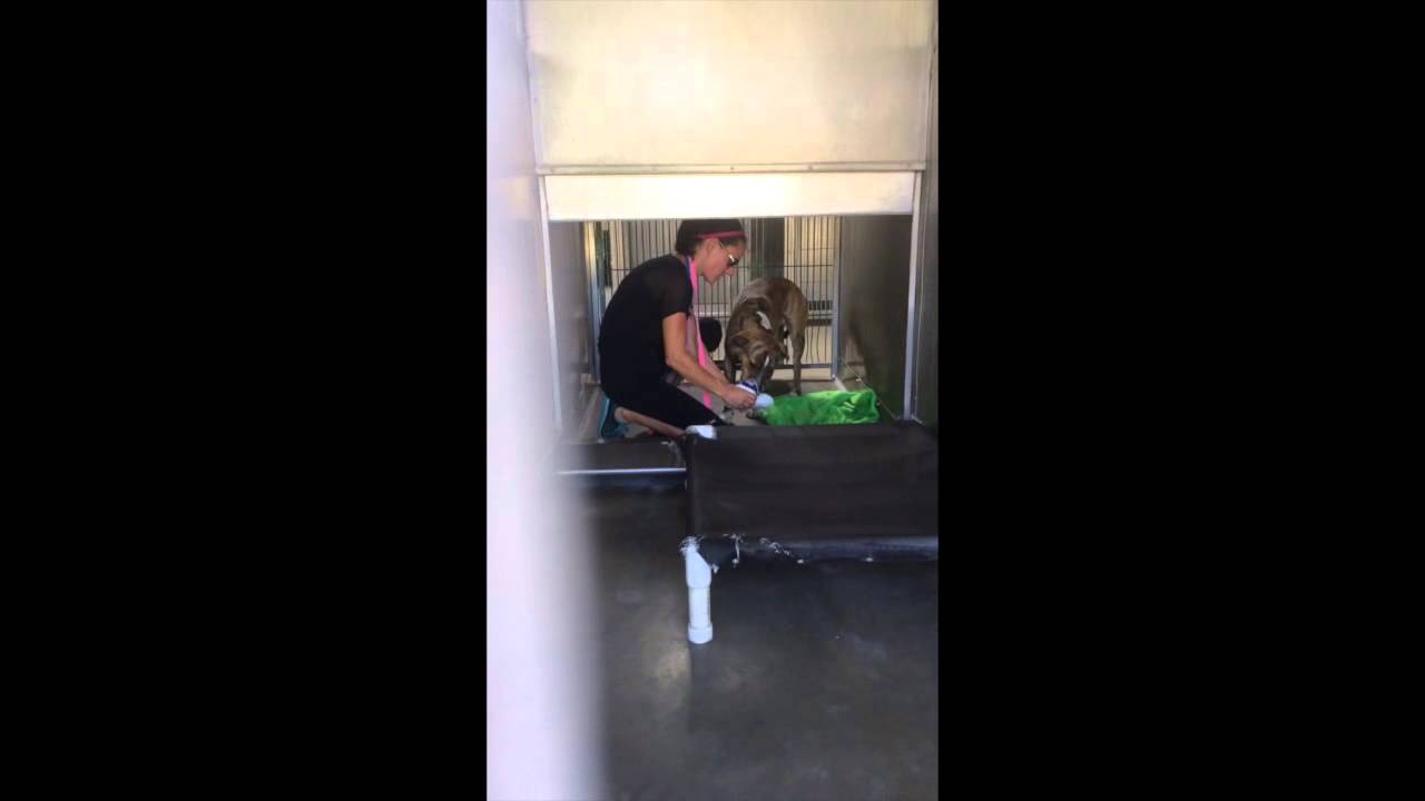 DALLAS ID#A461433- San Bernardino Shelter. CA