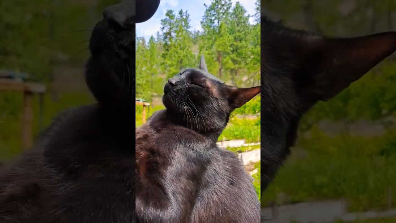 Behemoth the black cat occasionally wants to be picked up. #cat #garden #shorts #katze