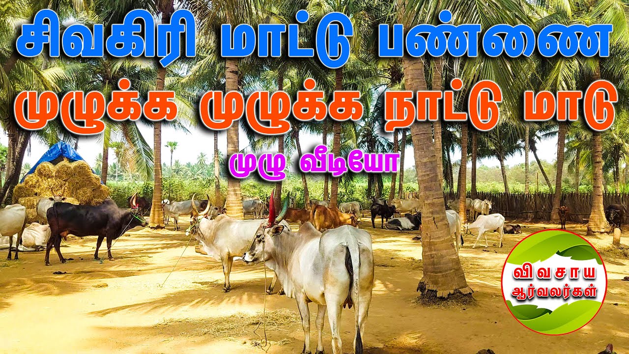 நாட்டு மாட்டு பண்ணை|நாட்டு மாட்டிலும் வருமானம் ஈட்ட முடியும்|மண்ணுக்கேற்ற நாட்டு மாடு|kangeyam #cows