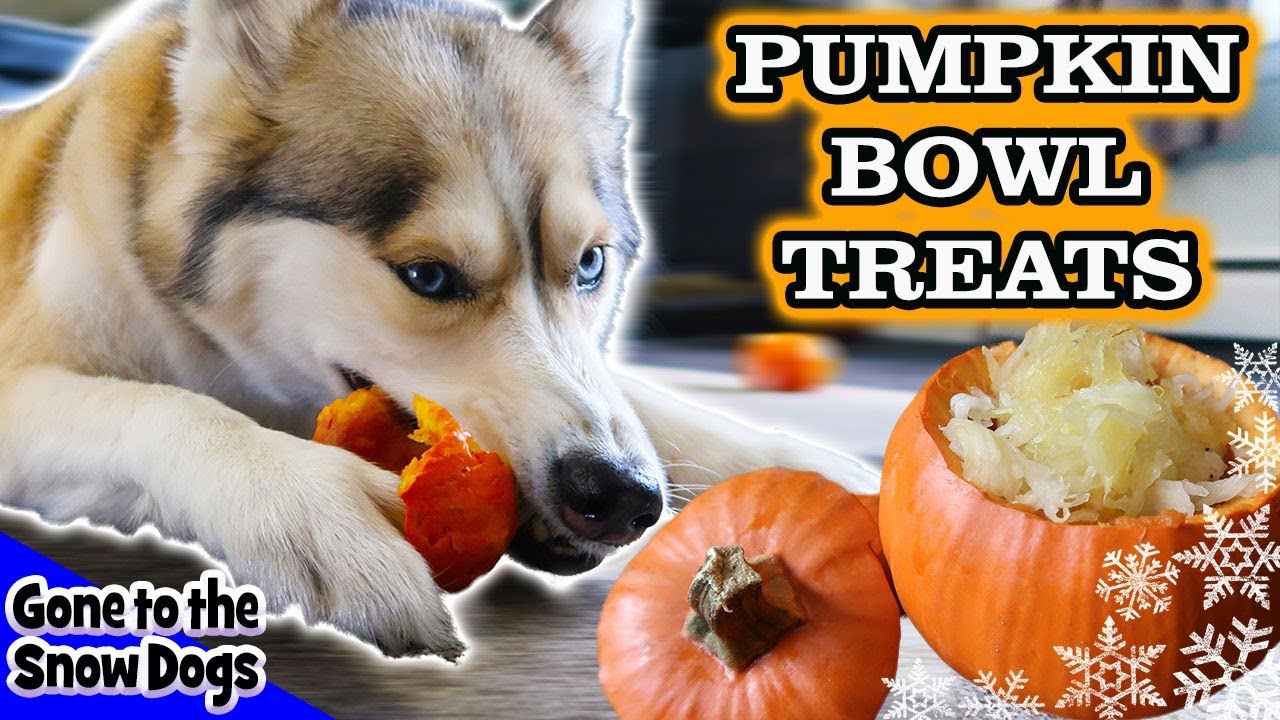 DIY Pumpkin Bowl Dog Treats  | DIY Halloween Dog Treats | Snow Dogs Snacks 87