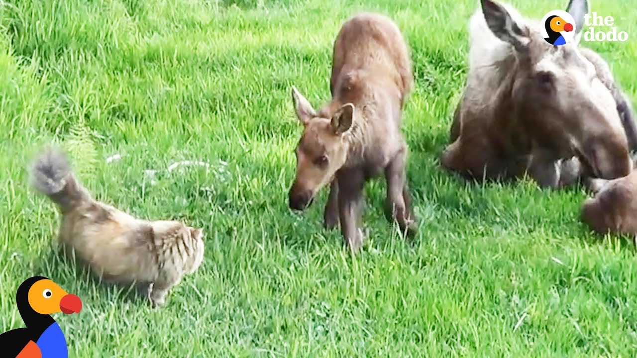 Cat Scared Of Everything Loves Neighborhood Moose | The Dodo