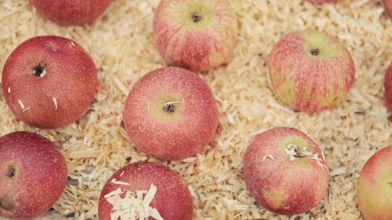 Annurca Apples: A Taste of Tradition