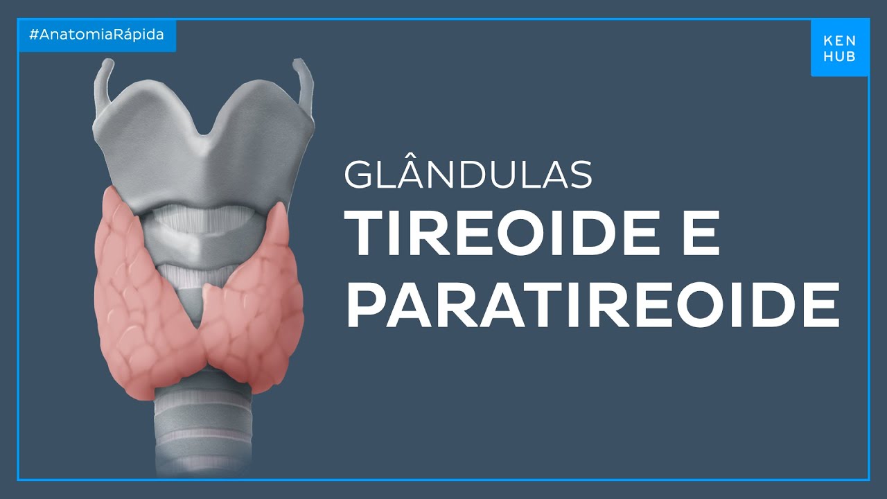 Glândulas tireoide e paratireoide - Anatomia Fácil | Kenhub