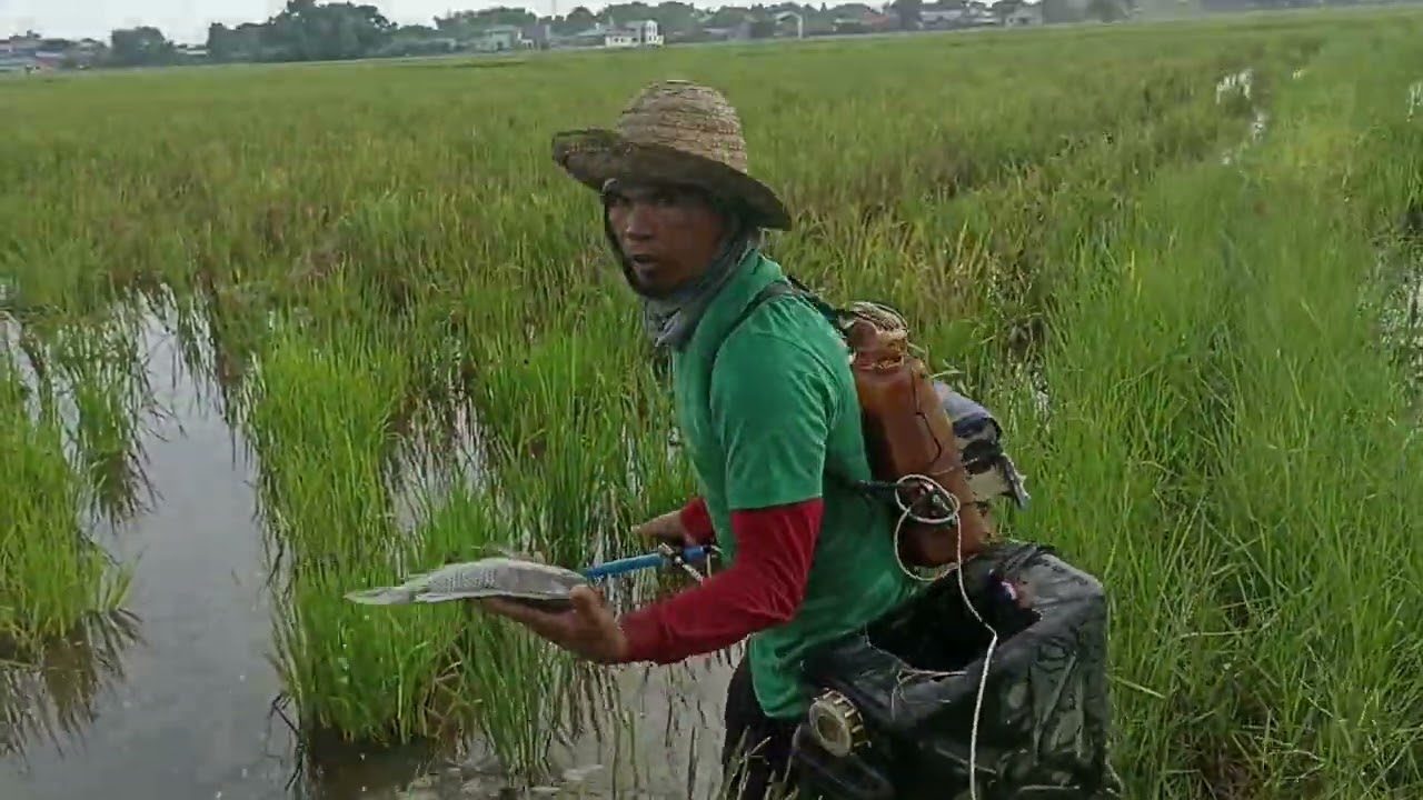 EP,30 Electric fishing unang bagsak ng ulan ang daming subang isda#buhaybukid #buhaymangingisda🐟🐟