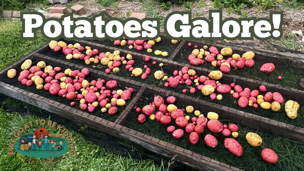 Best Potato Harvest Ever!