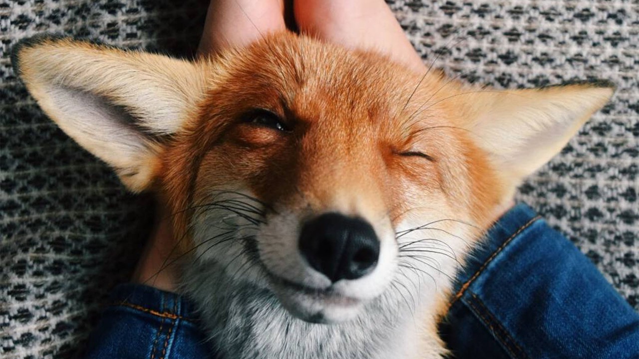 Baby Fox Was Alone in the Woods Until a Girl Came to Her Rescue