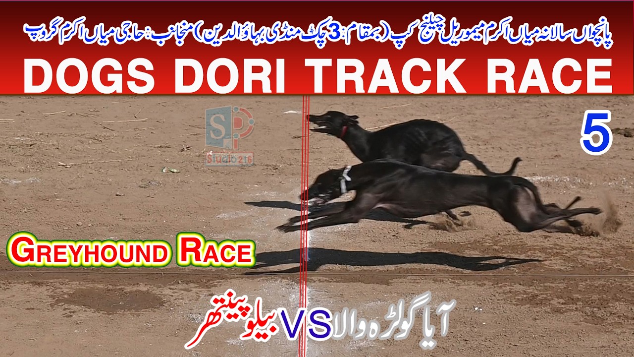 Dori Track Race | Mian Akram (M) Cup Mandi bahauddin | Round # 5 || 07-02-2026 | ‎#dog #pets