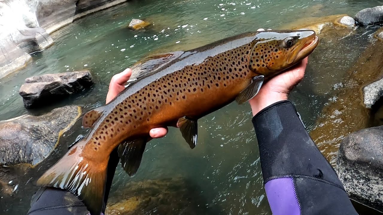 Huge Fall Run Browns - Too Many Perfect Fish to Count - Deep Cold Canyon In Wyoming