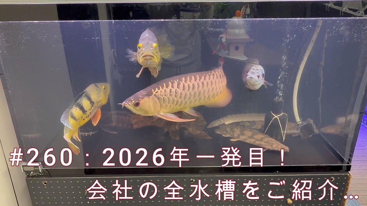 ＃260：2026年一発目！会社の全水槽をご紹介…