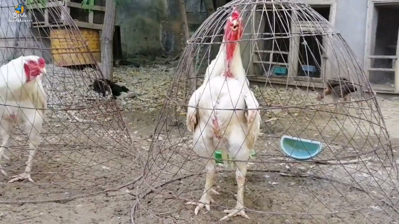 Best Aseel Chicken collection | 4 ak nasal ky murghy | 4 chickens of 1 breed