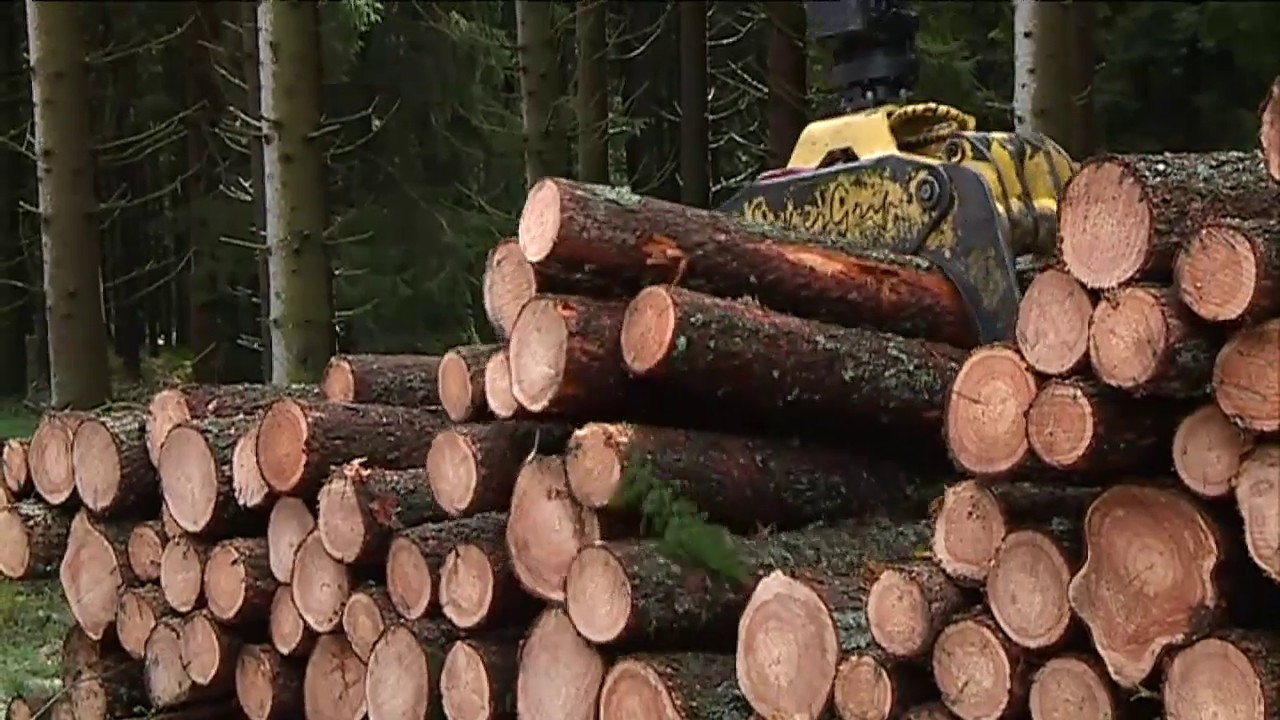 Zoom sur la filère bois en Occitanie (1/4)